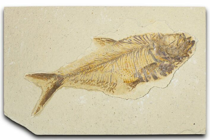 Detailed Fossil Fish (Diplomystus) - Wyoming #354056